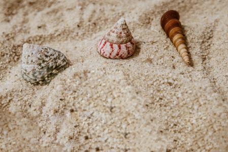 在沙子的壳