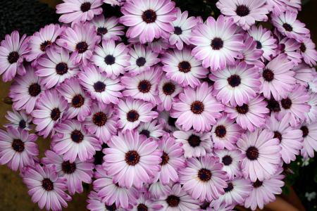 花, 花园, 自然, 花瓣, 白色, 紫色, 花