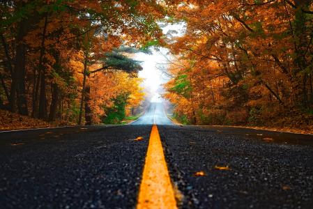 秋天, 秋天, 森林, 树木, 伍兹, 道路, 驱动器