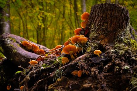 蘑菇, 野生, 自然, 森林, 食品, 自然, 秋天