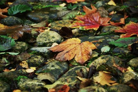 秋天, 叶子, 石头, 金色的秋天, 落叶的秋天, 秋天的叶子, 闪耀石