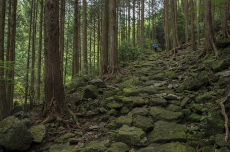 景观, 日本, 熊野古道, iseji, 鹅卵石, 历史, 步行