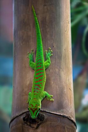 马达加斯加 taggecko, 壁虎, 日壁虎, 爬行动物蜥蜴, 小, 绿色, 爬行动物