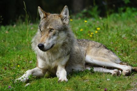 狼, 捕食者, 群居动物, 食肉动物, 哺乳动物, 休眠状态, 野生动物摄影