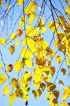 挂桦木, 桦木, 秋天, 叶子, 秋天的落叶, 黄金, 黄色