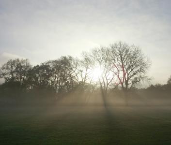 11 月, 雾, 雾天, 心情, 树, 回光, 日出