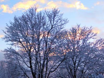 冬天, 雪, 树木, 日落, 天空, 感冒, 蓝色