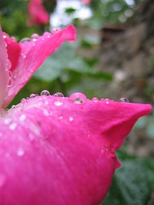 粉色, 水一滴, 蔷薇, 露水, 雨, 花瓣, 花