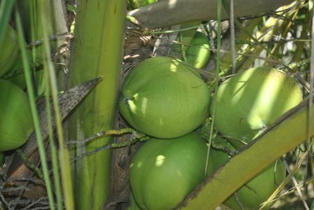 绿色椰子, 可可, 椰子树, 椰子树, 食品, 自然, 农业