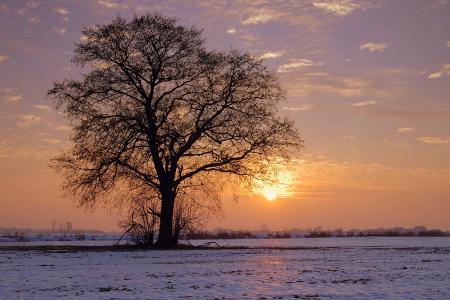 树, 孤独, 日落, 冬天, 颜色, 雪, 暮光之城