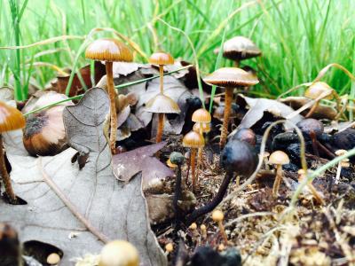 蘑菇, 秋天, 童话