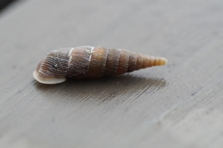 蜗牛, 壳, 旋转, 缩小, 指出, 关闭, 软体动物