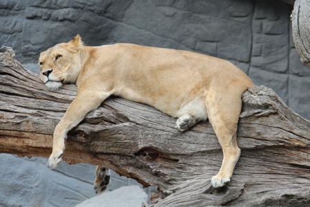 动物园, 汉堡, 母狮, 一种动物, 在野外的动物, 动物主题, 睡觉