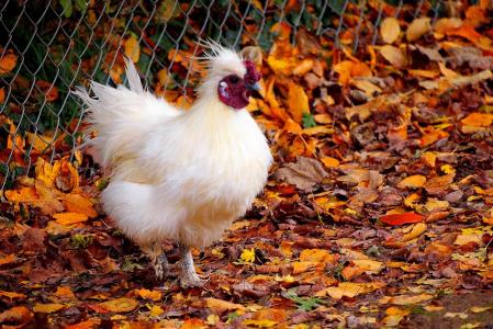 自然, 秋天, 秋天, 鸟, 户外, 公鸡, 鸡