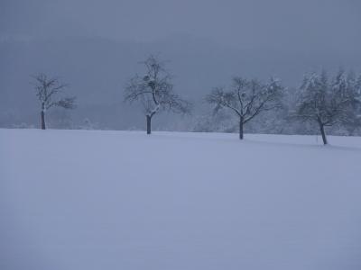 冬天, 树木, 景观, 雪, 树, 自然, 低温