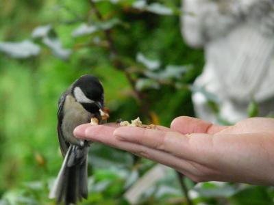 山雀, 鸟, 手, 食品, 喂养, 喂鸟, 鸟食