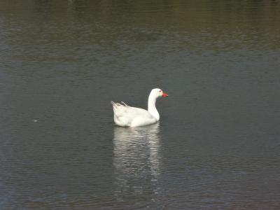 鸭, 湖, 巴勒莫的树丛, 水禽, 白鸟