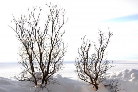 树木, 卡尔, 审美, 分支机构, 冬天, 感冒, 白色