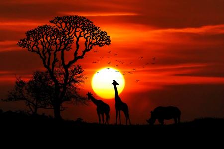 非洲, 动物, 野生动物园, 犀牛, 长颈鹿, 大游戏, 荒野