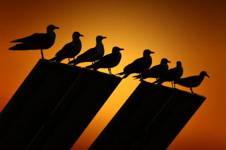 海鸥, 背光, 鸟类, 鸟, 日落, 剪影, 黑颜色