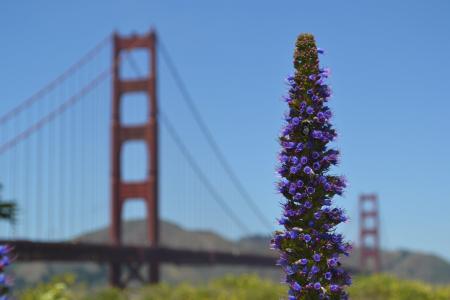 野花, 植物, 金门大桥, 背景, 自然, 夏季, 开花