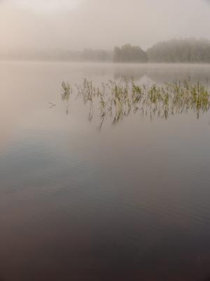湖, 水, 自然, 景观, 雾, 芦苇, 瑞典
