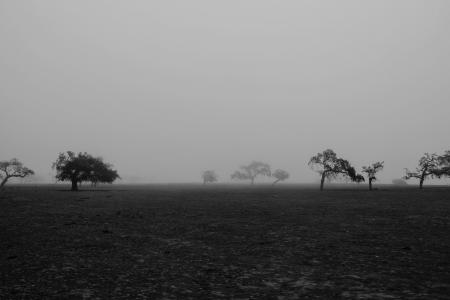 树木, 雾, 景观, 令人沮丧, 自然, 雾, 黑暗
