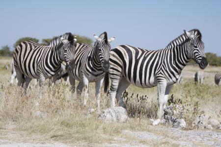 纳米比亚, 埃托沙国家公园, 斑马, 自然, 野生, 动物, 野生动物园