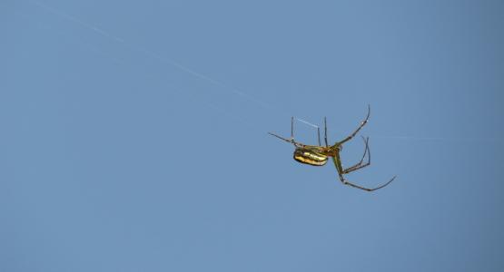 昆虫, 自然, 地区, 水壶, quindio, 蜘蛛, 蜘蛛网