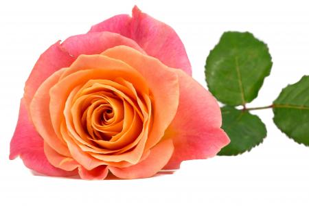 花, 上升, 橙色, 粉色, 粉红色的玫瑰, 绽放, 花