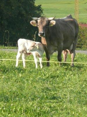 母牛, 小牛, 农业, 奶牛