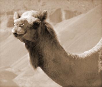 骆驼, 沙漠, 旅行, 沙丘, 热, 异国情调, 撒哈拉沙漠