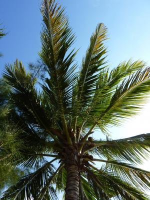 棕榈树, dom, 假日