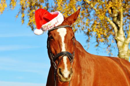 马, 圣诞节, 圣诞老人的帽子, 有趣, 动物, 骑, reiterhof