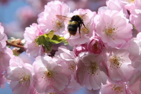 樱花, 蜜蜂, 春天, 日本的樱花树, 收集, 蜜蜂的方法, 粉色