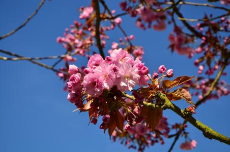 日本樱花, 樱花, 树, 开花, 绽放, 日本的樱花树, 日本樱桃