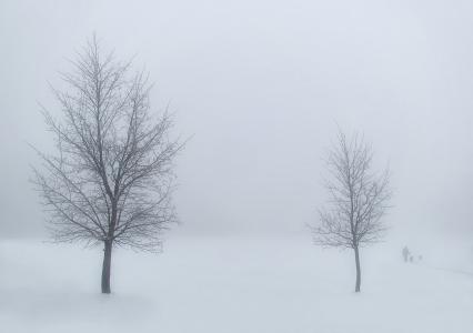 冬天, 树木, 雪, 景观, 白色, 雾, 雾