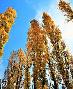 杨树, 树木, 黄色, 杨树, 高, 秋天, 赛季