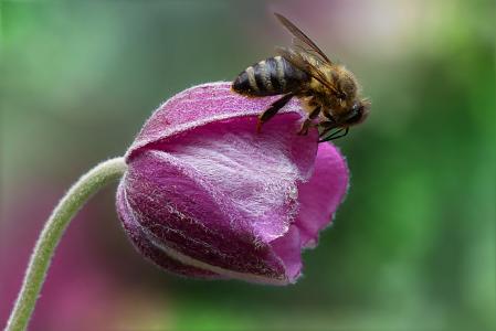 蜜蜂, 蜂蜜蜂, api, 昆虫, 花, 花园, 自然
