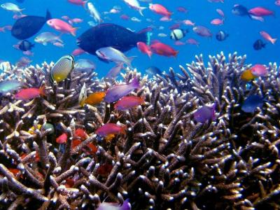 热带鱼, 水肺潜水, 鱼, 印度尼西亚, 热带小岛, 旅游, 跳水