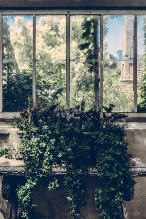 温室, 叶子, 植物, 窗口, 版税图像