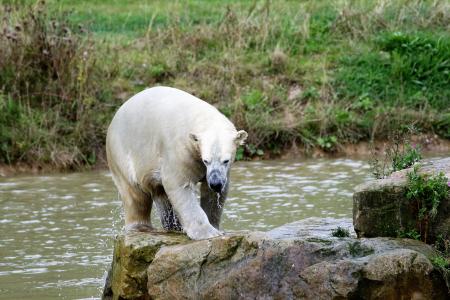 北极熊, 大熊, 白色, 哺乳动物, 大, 自然, 野生动物