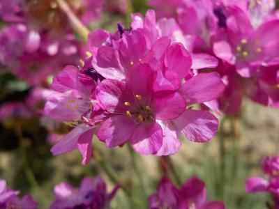 西班牙草皮, 花, 粉色, 粉红色的花朵, 自然, 宏观, armeria 国际