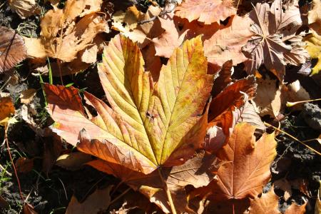 叶, 秋天, 枫树, 树, 秋天的落叶, 自然, 橙色