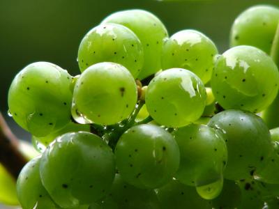 葡萄, 葡萄树, 葡萄酒, 绿色, 葡萄种植, 绿色的葡萄, rebstock