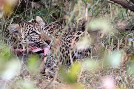 豹, 南非, 狩猎, 野生动物, 猎豹, 野生, 野生动物园