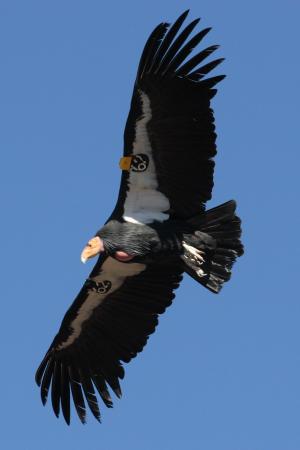 加州神鹫, 飞行, 飞行, 标记, 犹他州, 鸟, 自然