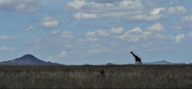 塞伦盖蒂, 天际线, 长颈鹿, 景观, 平原, 草原, 非洲