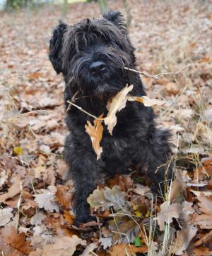 狗, 雪纳瑞犬, 秋天, 叶子, 黑色的狗, 黑纳瑞, 迷你雪纳瑞犬