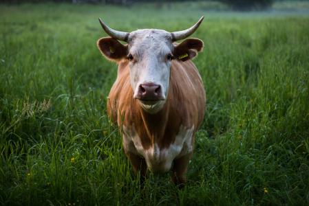 动物, 动物摄影, 牛, 特写, 母牛, 草